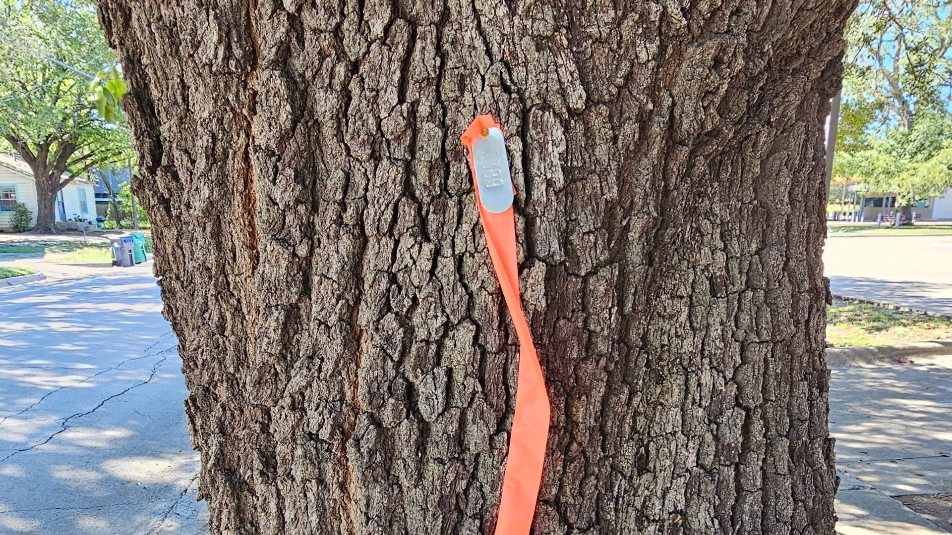 Close-up of a tree trunk with an orange marker attached